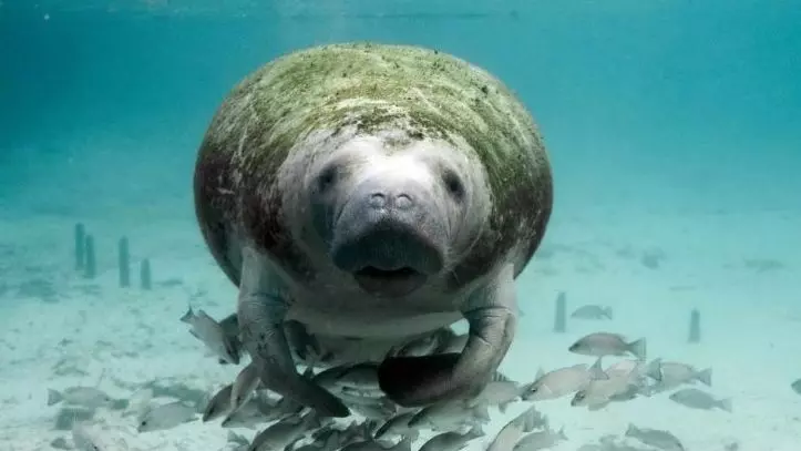 PESQUISA ][ Exploração de baleias, garoupas e peixes-boi desde 1500 levou ao declínio da megafauna marinha brasileira